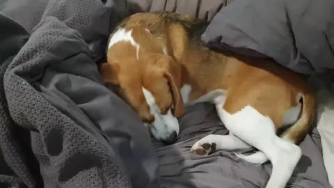 Cute beagle doesn't want to get out of bed