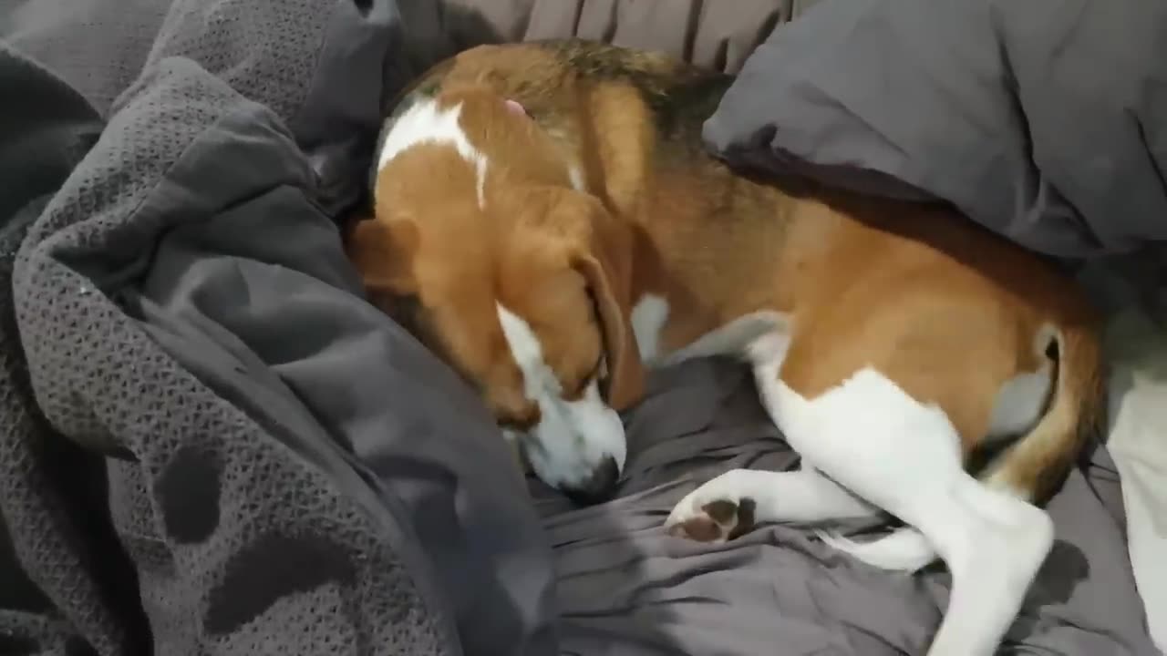 Cute beagle doesn't want to get out of bed