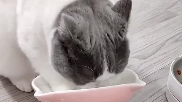Cat where’s my food.