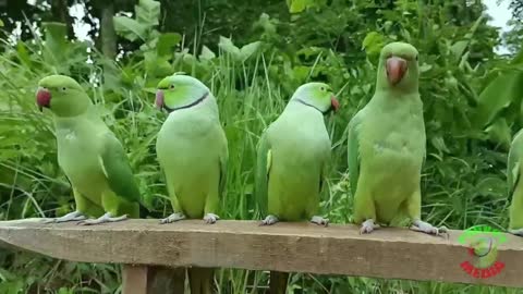 Parrot Nature Video HD