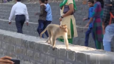 Funny Indian Monkeys