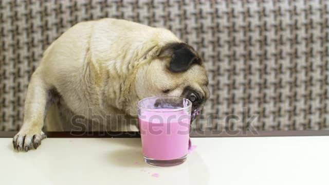 Fun pug dog drinking fruit, berry smoothie