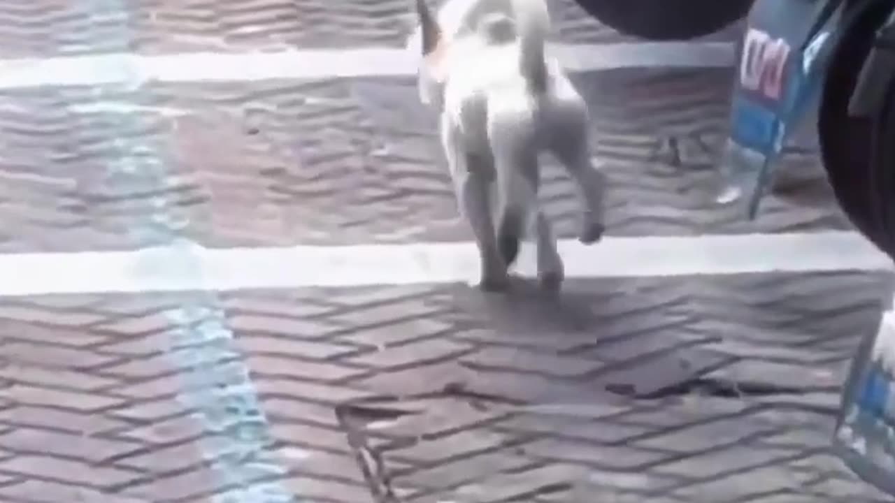 Funny Vidoes ( Dog Cat Walk)