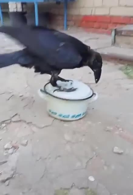 the crow funny