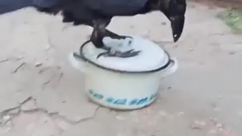 the crow funny