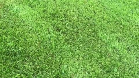 Massive Turf Blister in Kentucky