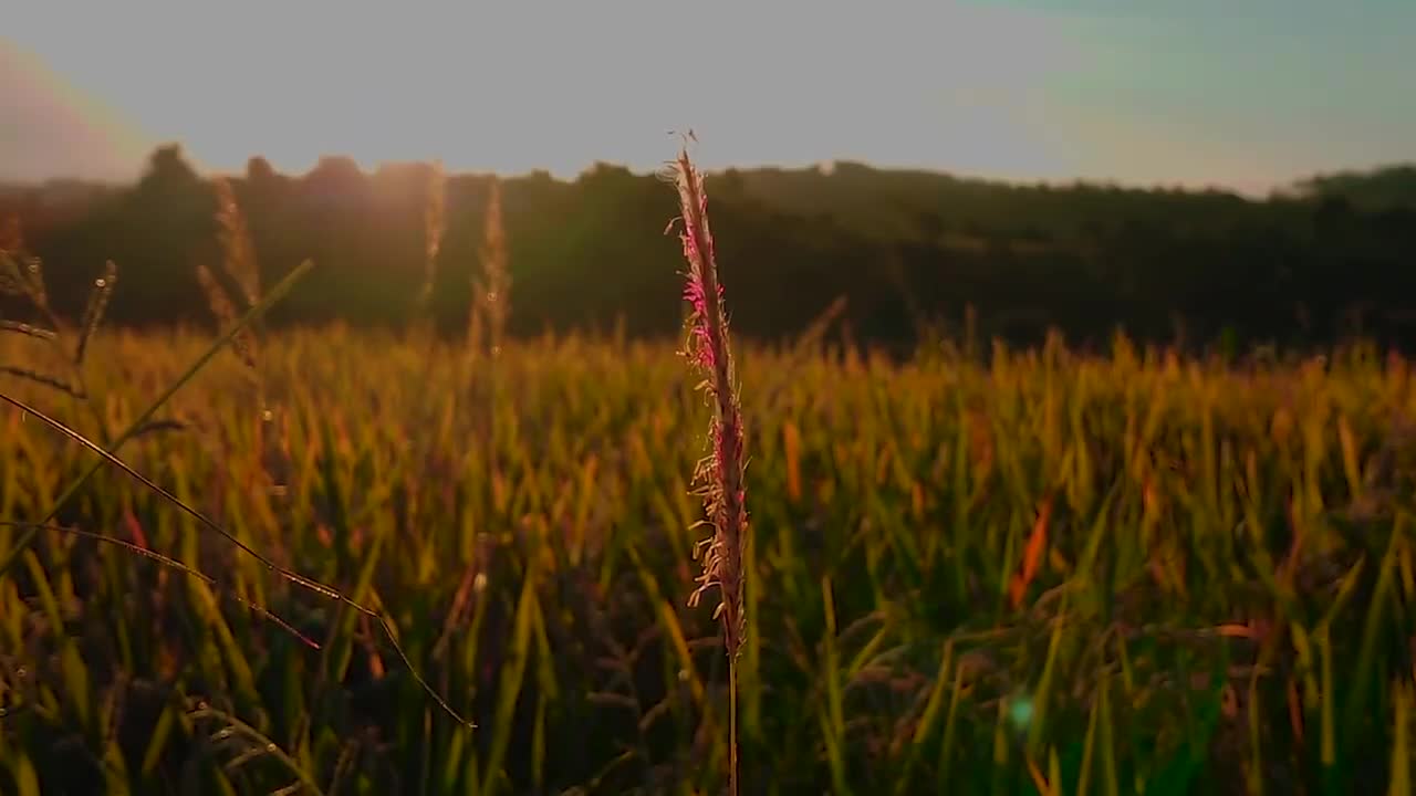 cinematic video with the theme of rice fields