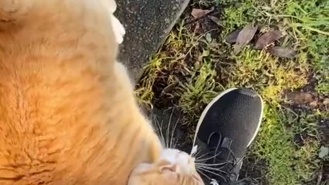 A catastrophe occurred on my morning trot
