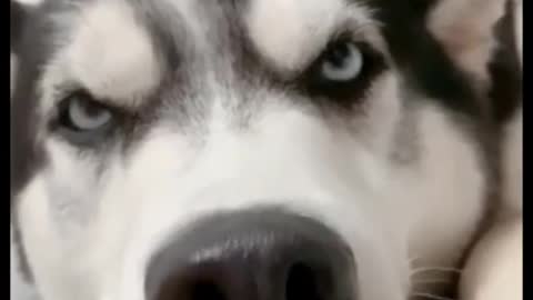 The second husky is really funny, it will tilt its nose