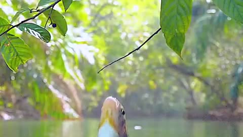 Incredible Fish that Leap to Snag Berries from Trees