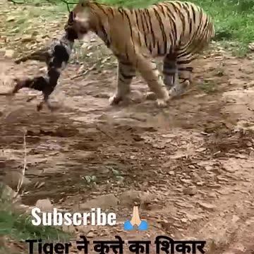 Tiger killed dog at zone 2 Ranthambore National Park,