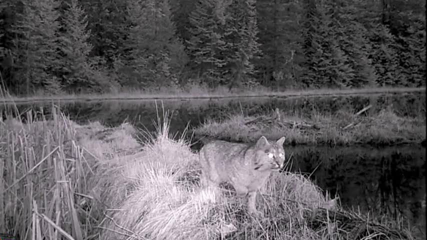 Hidden trail camera records heart breaking footage of injured bobcat