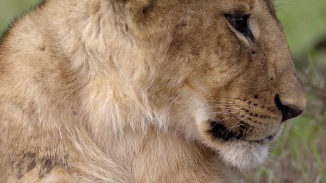 Lion Cub Sleeping Close Up