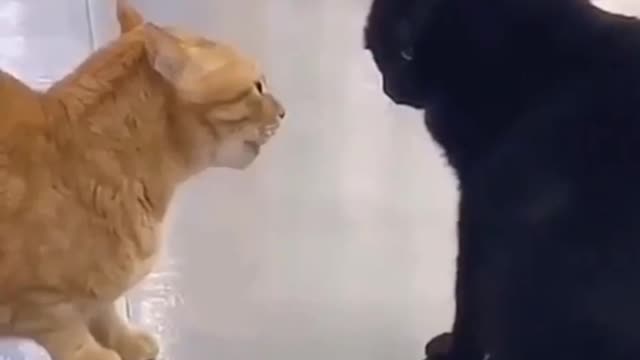🐈 negotiation 🤣