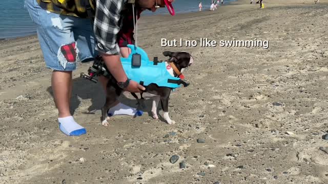 BOSTON TERRIER SWIM FOR THE FIRST TIME!!