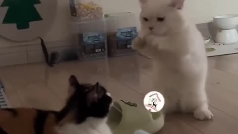 Cat funny video