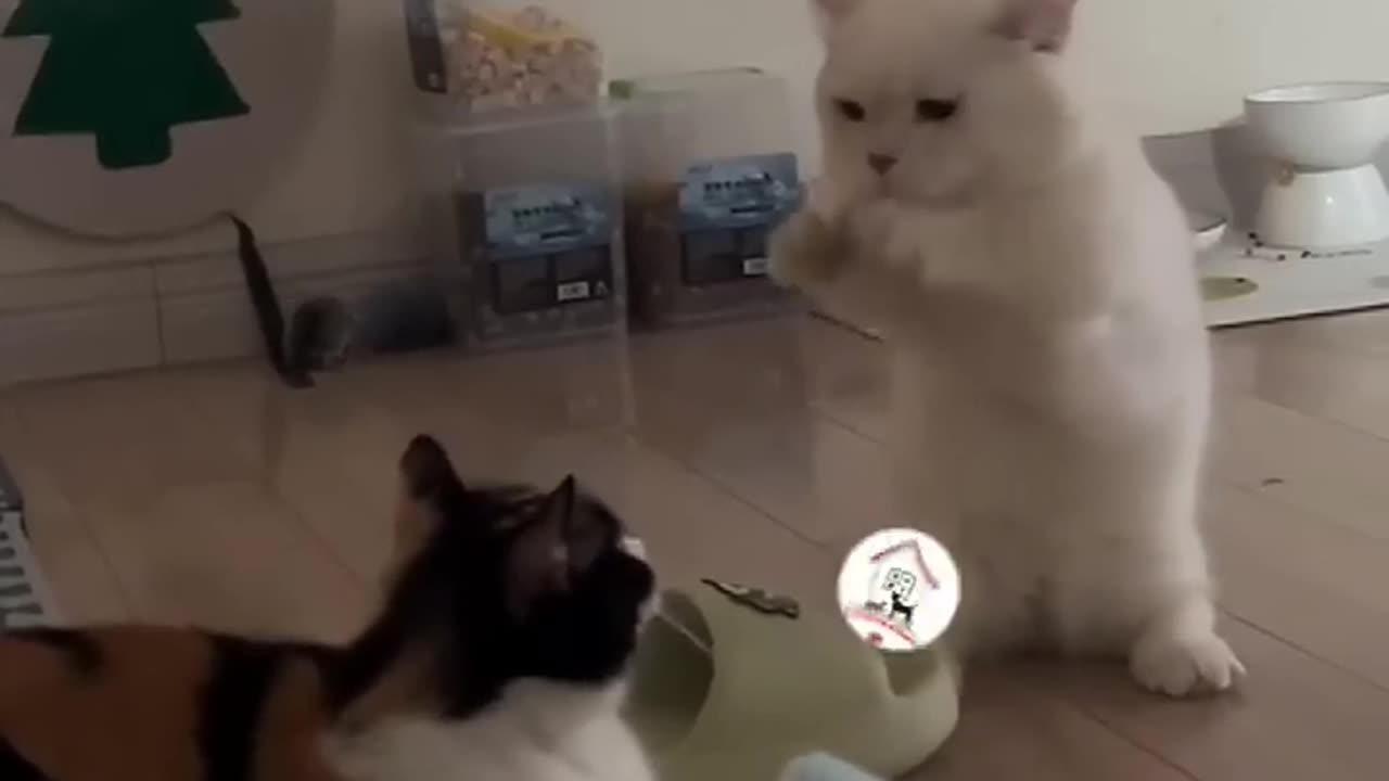 Cat funny video