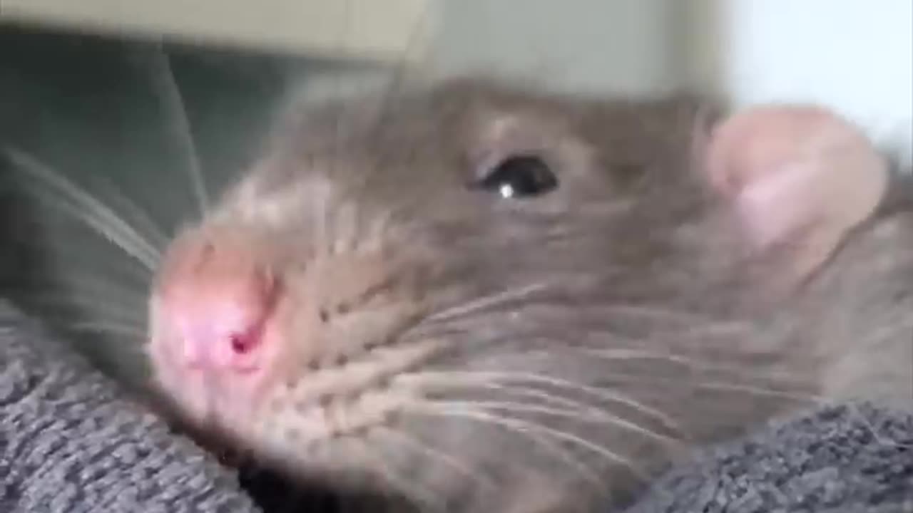 Rats 🐀 why they make great pets ✨