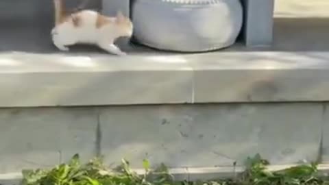 SOO FUNNY - DOG AND CAT ! # Cat Training #usa #87 #shorts