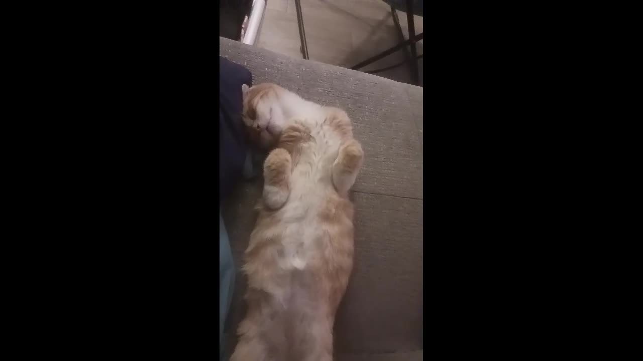 Snoring Kitty