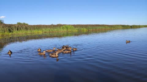 Ducks and fishing