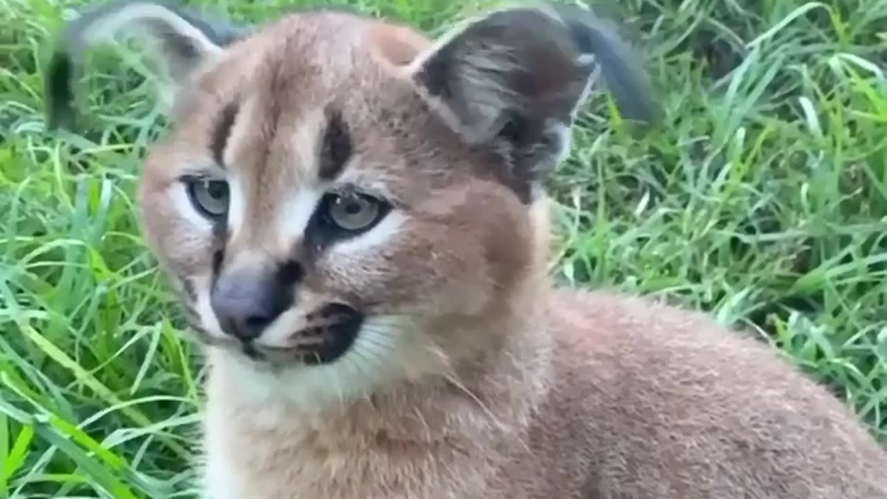 THIS IS A CARACAL A MEDIUM SIZED CAT FROM AFRICA