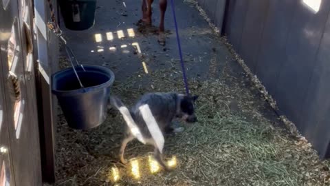 Blue Heeler Dog Fetches Horse