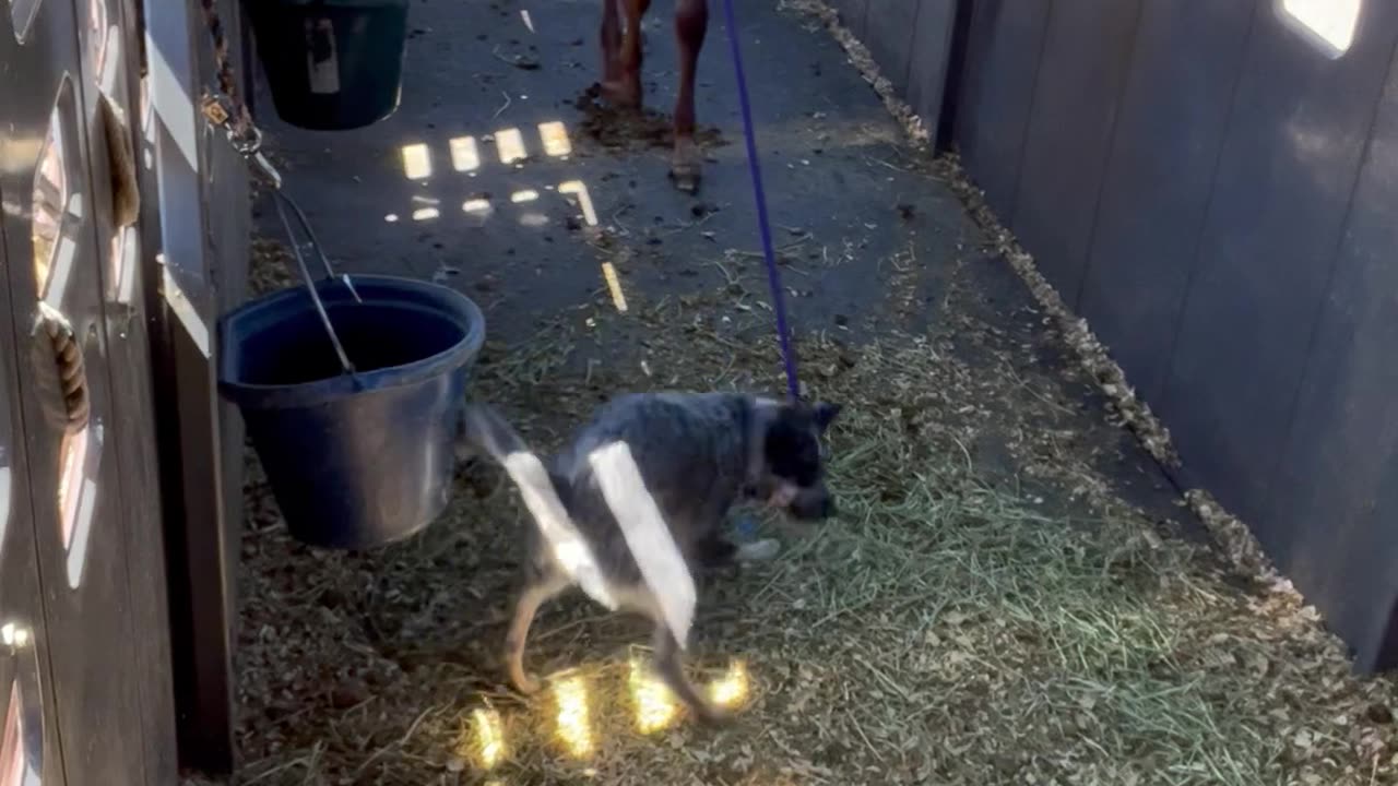 Blue Heeler Dog Fetches Horse