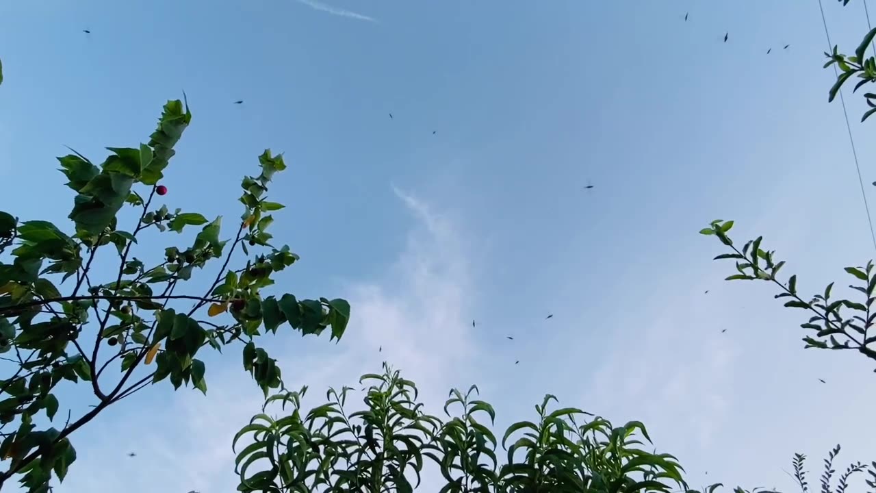 So many dragonflies