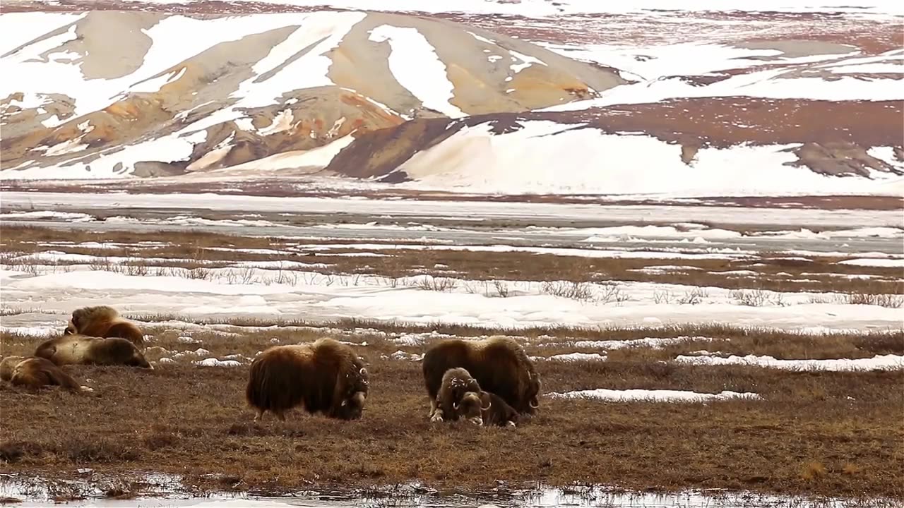 The ALASKA HIGHWAY - Yukon Travel Documentary