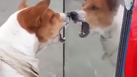 Funny dog comedy