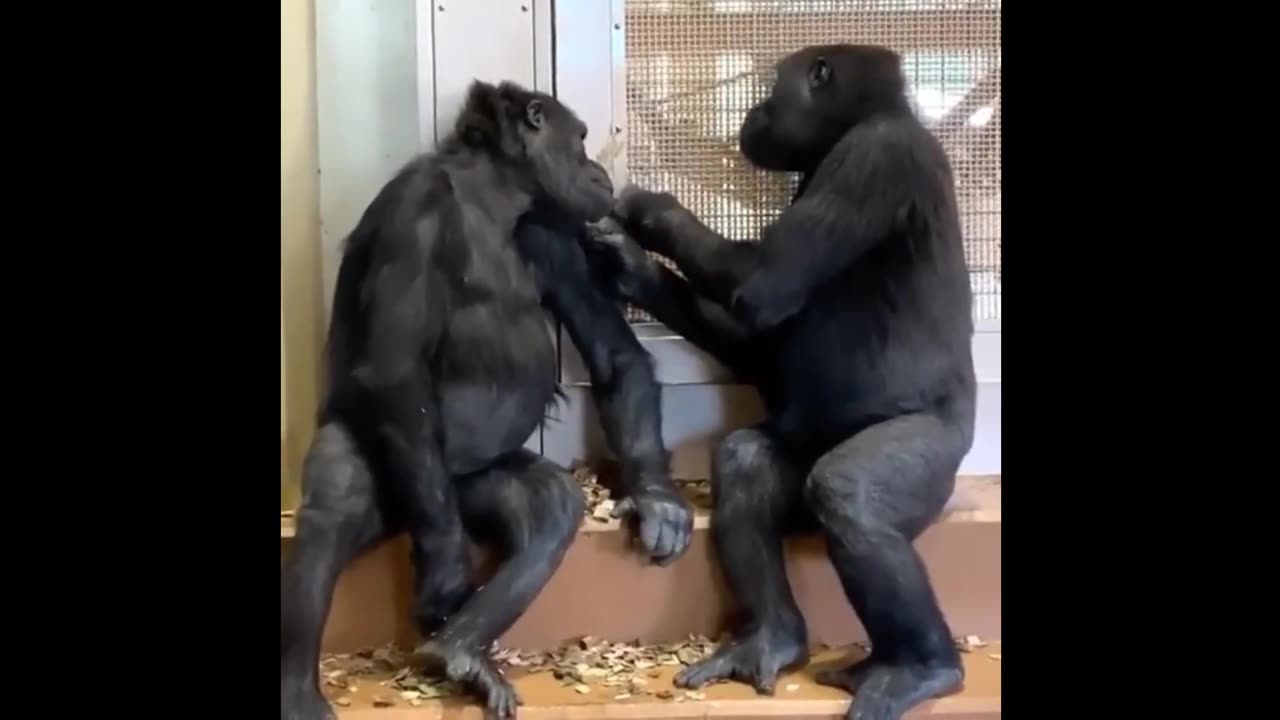 Funny Monkey | Funny and Cute Monkey