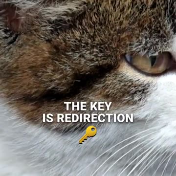 How to Discipline Your Cat 🐾 #cat #catbehavior