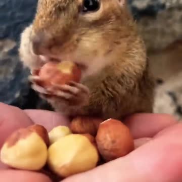 Squishy is back to fill the cheeks #shorts #chipmunks #cute #squishy