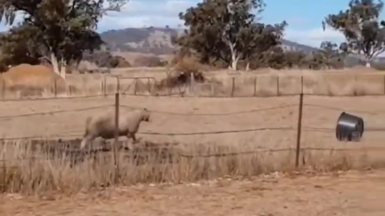 Sheep vs Bucket