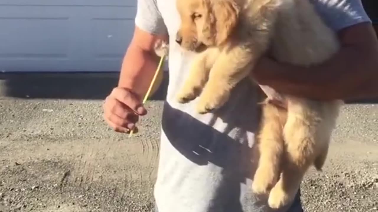 Hilarious Compilation of Cute Pets and Funny Animals #6