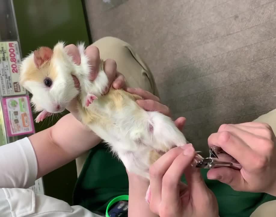 Sweet Guinea Pig Hand Held as He Relaxes Enjoying Nails Trimming Session