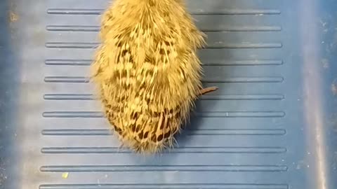 Angry Baby Coturnix Quail