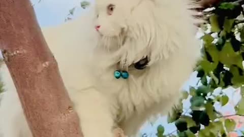 Cute and funny cat video.