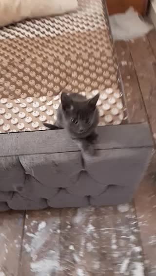 MJCS 4) Bonnie ‘ The Dark Destroyer ‘