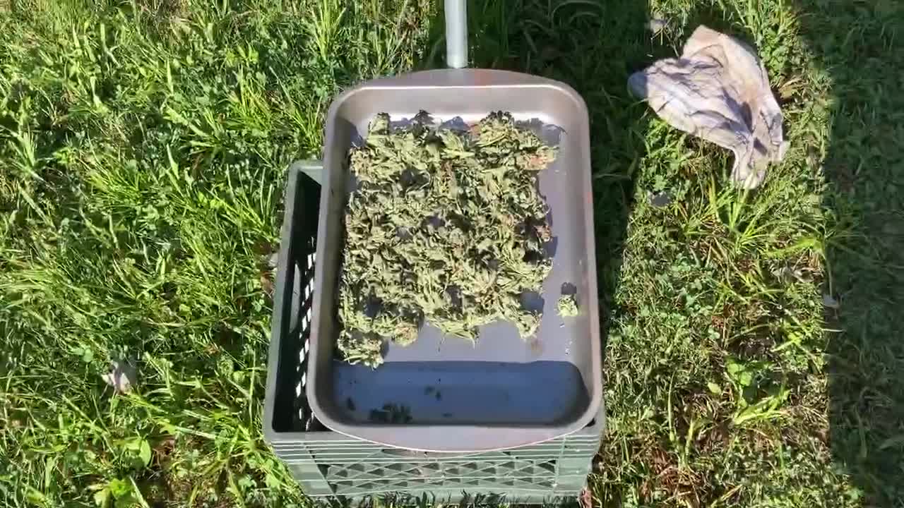 Trump victory garden pure Michigan marijuana August 15, 2021