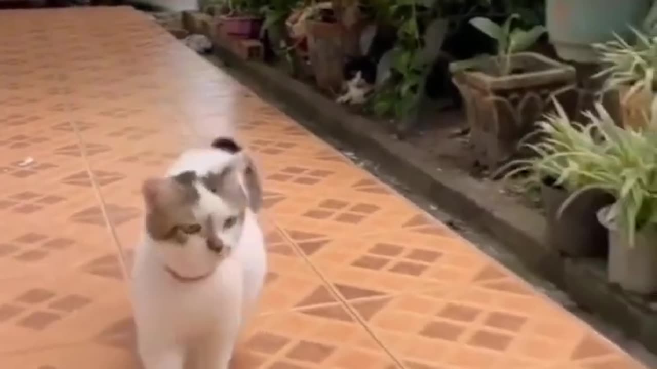Funniest Animals😍 Funniest Cats