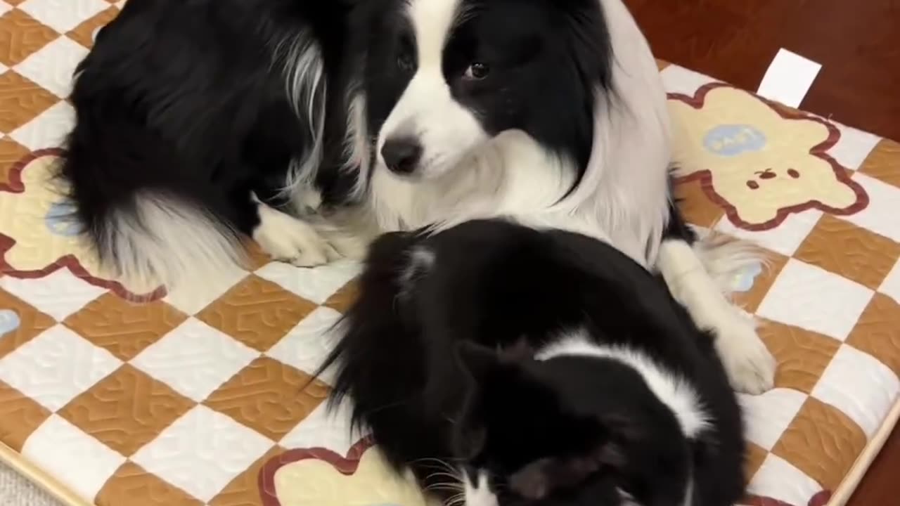 Cute Cat&Dog🐕🐈🦮🐈⬛