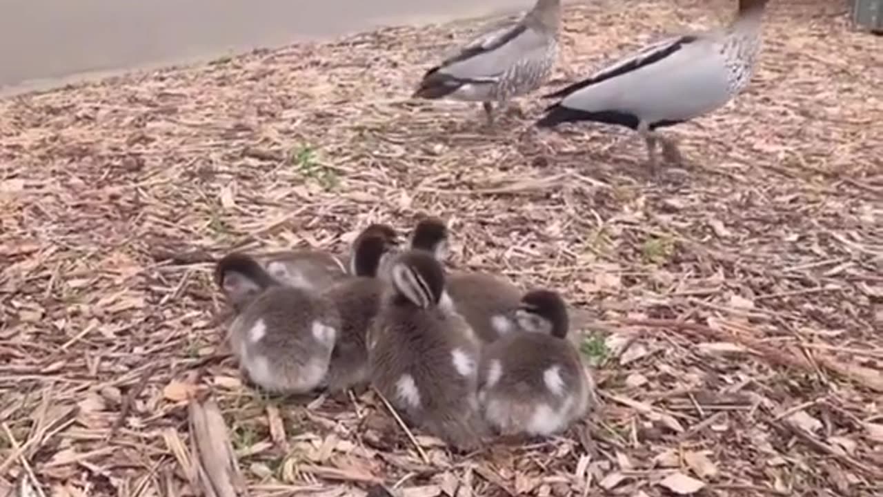 Five little ducks