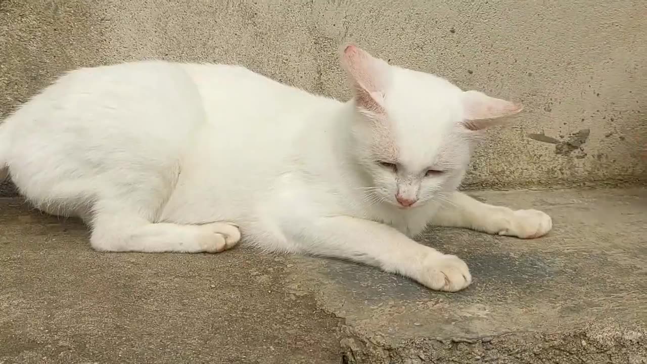 Pure white cat /Beautiful looking 😍😍