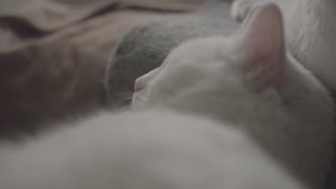 white cat sleeping