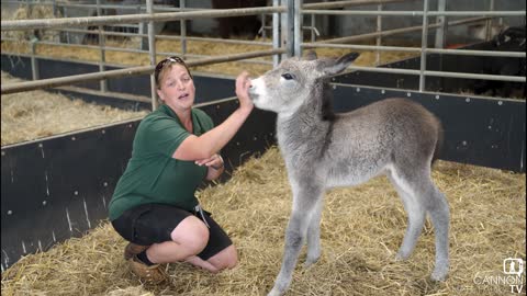 Shirley the donkey foal - Cannon Hall Farm