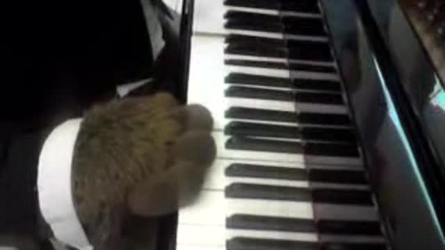 Bear plays the piano ))