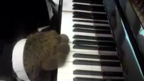 Bear plays the piano ))