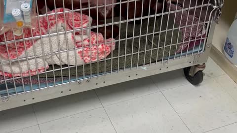 Family Visits Dog Recovering From Surgery